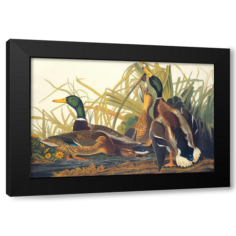 Mallard Duck Black Modern Wood Framed Art Print with Double Matting by Audubon, John James