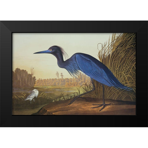 Blue Crane Or Heron Black Modern Wood Framed Art Print by Audubon, John James