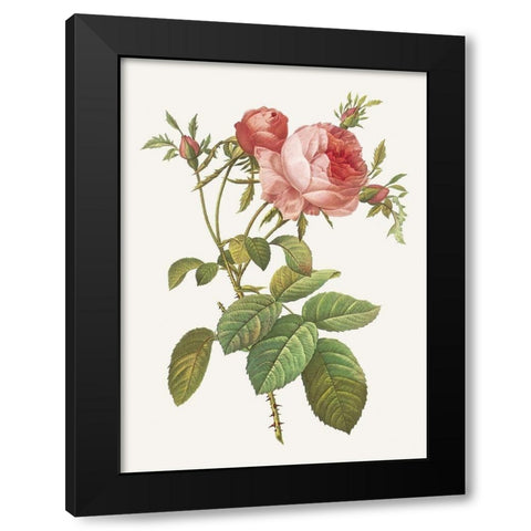 Rosa Centrifolia Foliacea Black Modern Wood Framed Art Print with Double Matting by Redoute, Pierre Joseph