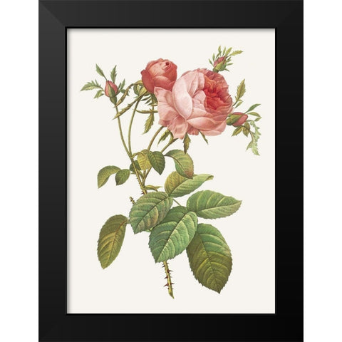 Rosa Centrifolia Foliacea Black Modern Wood Framed Art Print by Redoute, Pierre Joseph
