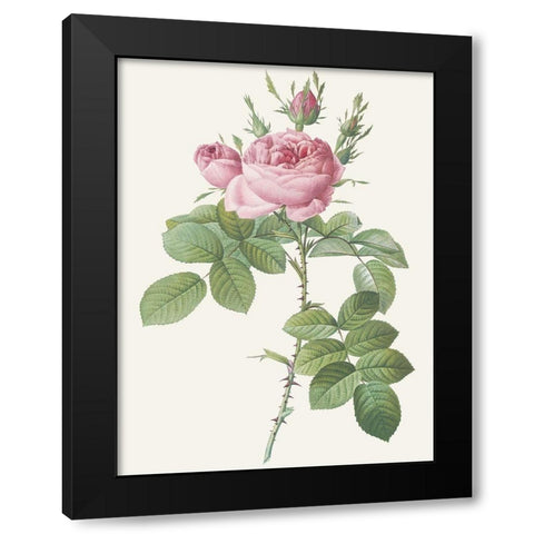 Rosa Bifera Officinalis Black Modern Wood Framed Art Print with Double Matting by Redoute, Pierre Joseph