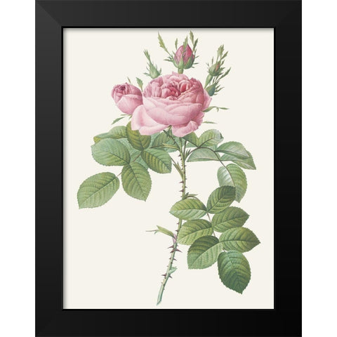 Rosa Bifera Officinalis Black Modern Wood Framed Art Print by Redoute, Pierre Joseph