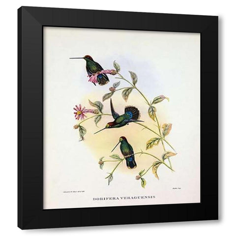 Dorifera Veraguensis Black Modern Wood Framed Art Print by Ashley, Aaron