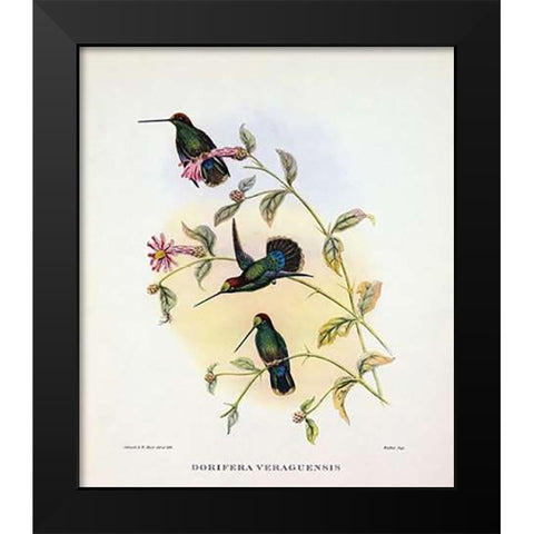 Dorifera Veraguensis Black Modern Wood Framed Art Print by Ashley, Aaron