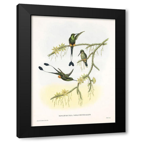 Spathura Solstitialis Black Modern Wood Framed Art Print by Ashley, Aaron