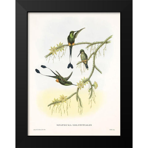 Spathura Solstitialis Black Modern Wood Framed Art Print by Ashley, Aaron