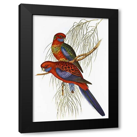Platycercus Pennantii Black Modern Wood Framed Art Print by Ashley, Aaron