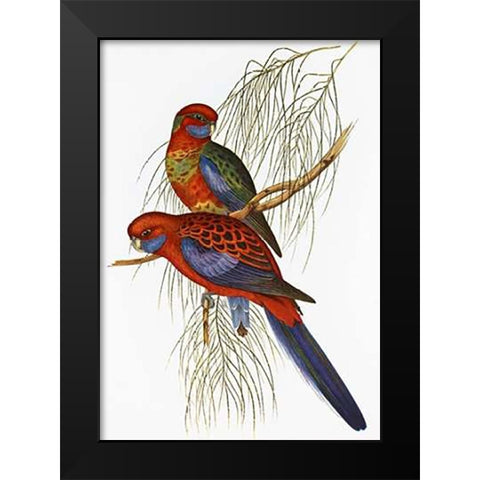 Platycercus Pennantii Black Modern Wood Framed Art Print by Ashley, Aaron