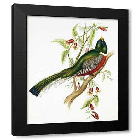 Trogon Ambiguus Black Modern Wood Framed Art Print with Double Matting by Ashley, Aaron