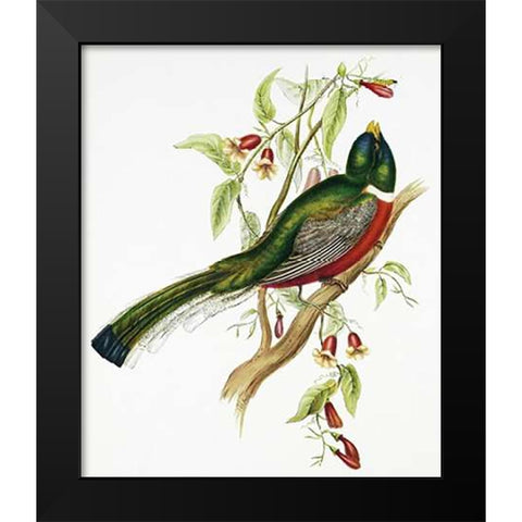 Trogon Ambiguus Black Modern Wood Framed Art Print by Ashley, Aaron