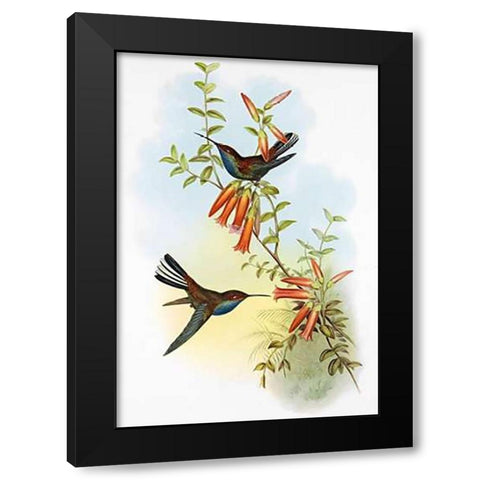 UroMuseumoa Bougieri Black Modern Wood Framed Art Print by Ashley, Aaron
