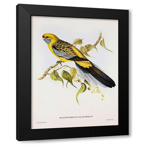 Platycercus Derbianus Black Modern Wood Framed Art Print with Double Matting by Ashley, Aaron