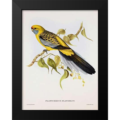 Platycercus Derbianus Black Modern Wood Framed Art Print by Ashley, Aaron