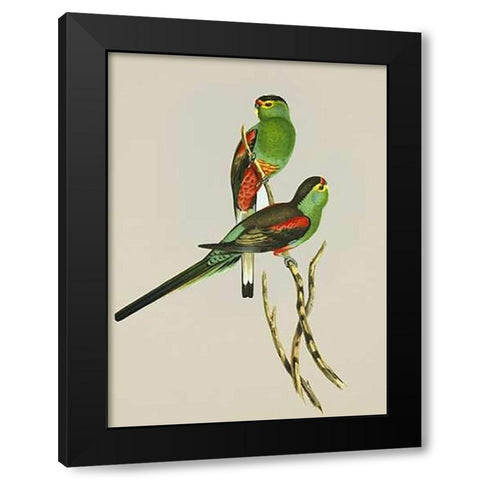 Psephotus Pulcherrimus Black Modern Wood Framed Art Print by Ashley, Aaron