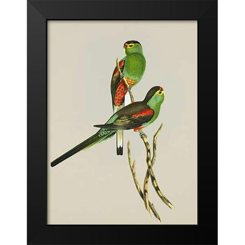 Psephotus Pulcherrimus Black Modern Wood Framed Art Print by Ashley, Aaron
