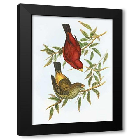 Haematospiza Sipahi Black Modern Wood Framed Art Print by Ashley, Aaron