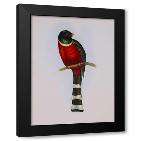 Trogon Mexicanus Black Modern Wood Framed Art Print by Ashley, Aaron