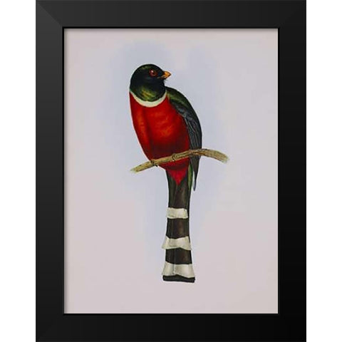 Trogon Mexicanus Black Modern Wood Framed Art Print by Ashley, Aaron