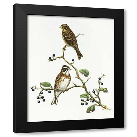 Emberiza Rustica Black Modern Wood Framed Art Print by Ashley, Aaron