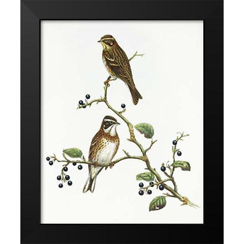 Emberiza Rustica Black Modern Wood Framed Art Print by Ashley, Aaron