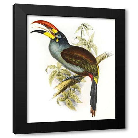 Pteroglossus Hypoglaucus Black Modern Wood Framed Art Print by Ashley, Aaron