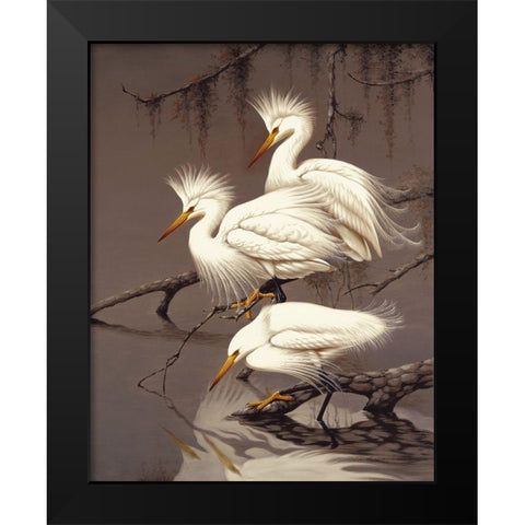 Snowy Egrets Black Modern Wood Framed Art Print by Robertson,