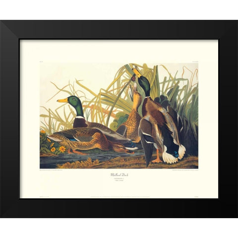 Mallard Duck (decorative border) Black Modern Wood Framed Art Print by Audubon, John James
