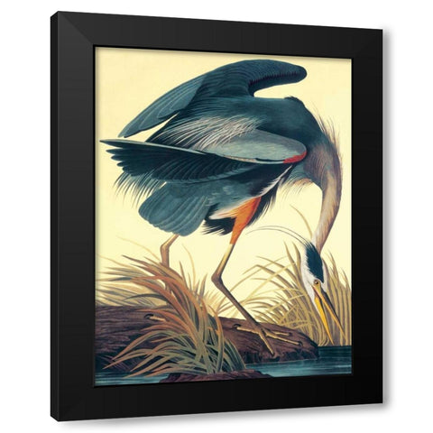 Great Blue Heron Black Modern Wood Framed Art Print with Double Matting by Audubon, John James