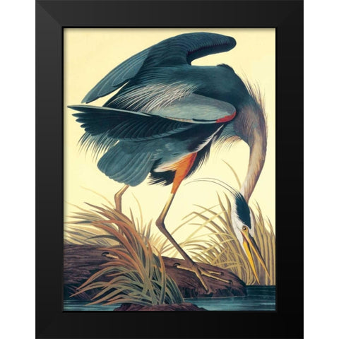 Great Blue Heron Black Modern Wood Framed Art Print by Audubon, John James