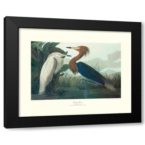Purple Heron (decorative border) Black Modern Wood Framed Art Print with Double Matting by Audubon, John James