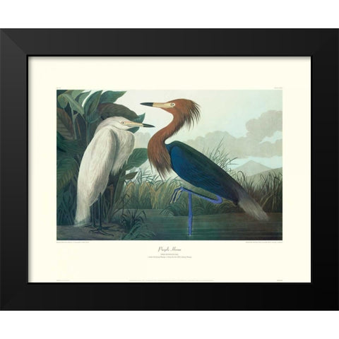 Purple Heron (decorative border) Black Modern Wood Framed Art Print by Audubon, John James