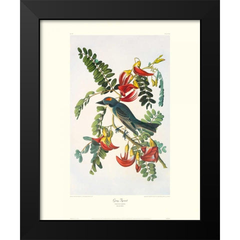 Gray Tyrant (decorative border) Black Modern Wood Framed Art Print by Audubon, John James