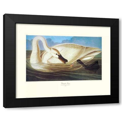 Trumpeter Swan (decorative border) Black Modern Wood Framed Art Print by Audubon, John James