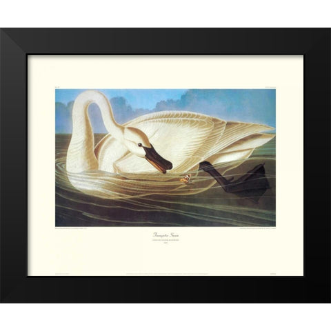Trumpeter Swan (decorative border) Black Modern Wood Framed Art Print by Audubon, John James