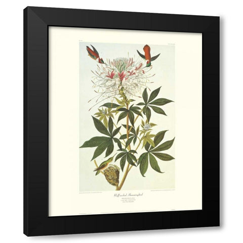 Ruff-Necked Hummingbird (decorative border) Black Modern Wood Framed Art Print by Audubon, John James