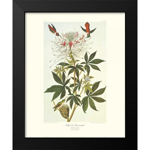 Ruff-Necked Hummingbird (decorative border) Black Modern Wood Framed Art Print by Audubon, John James
