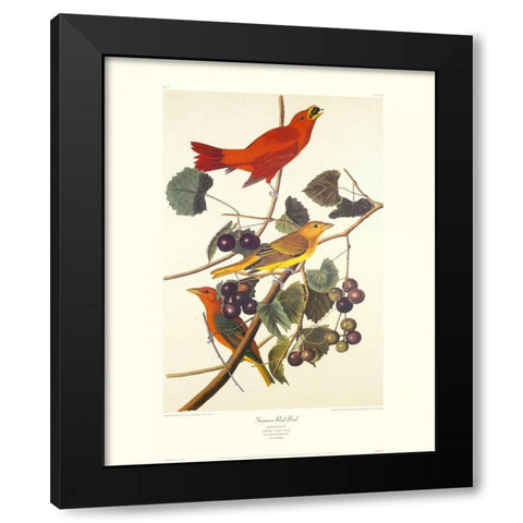 Summer Red Bird (decorative border) Black Modern Wood Framed Art Print by Audubon, John James