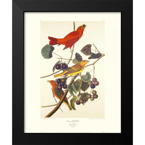 Summer Red Bird (decorative border) Black Modern Wood Framed Art Print by Audubon, John James