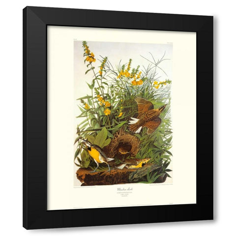 Meadow Lark (decorative border) Black Modern Wood Framed Art Print by Audubon, John James
