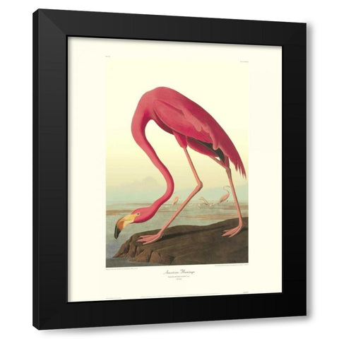 American Flamingo (decorative border) Black Modern Wood Framed Art Print by Audubon, John James