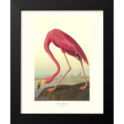 American Flamingo (decorative border) Black Modern Wood Framed Art Print by Audubon, John James