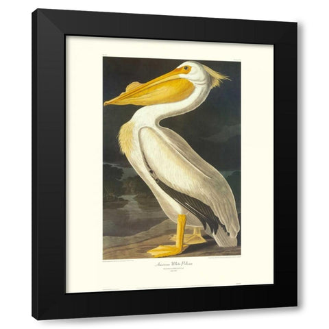 American White Pelican (decorative border) Black Modern Wood Framed Art Print with Double Matting by Audubon, John James