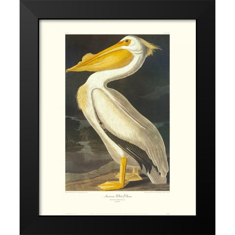 American White Pelican (decorative border) Black Modern Wood Framed Art Print by Audubon, John James