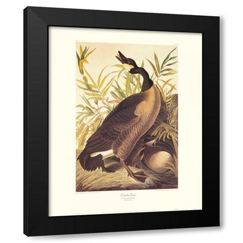 Canada Goose (decorative border) Black Modern Wood Framed Art Print by Audubon, John James
