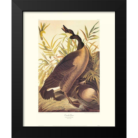 Canada Goose (decorative border) Black Modern Wood Framed Art Print by Audubon, John James