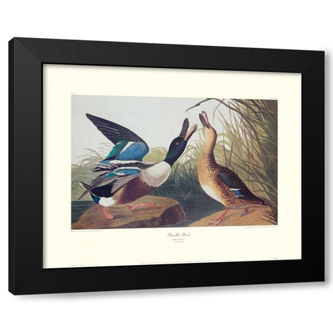 Shoveller Duck (decorative border) Black Modern Wood Framed Art Print by Audubon, John James
