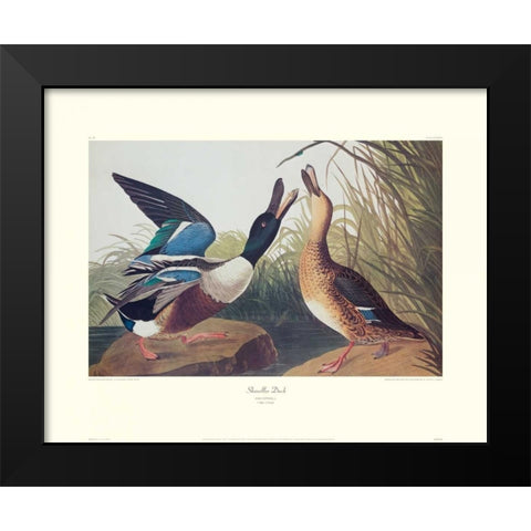 Shoveller Duck (decorative border) Black Modern Wood Framed Art Print by Audubon, John James