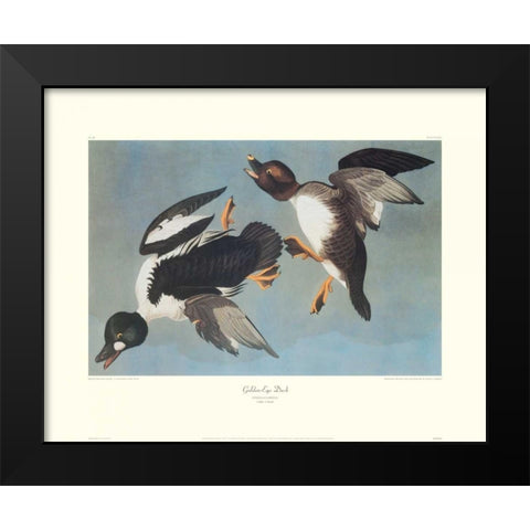Golden-Eye Duck (decorative border) Black Modern Wood Framed Art Print by Audubon, John James