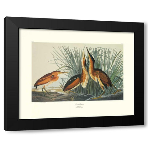 Least Bittern (decorative border) Black Modern Wood Framed Art Print by Audubon, John James