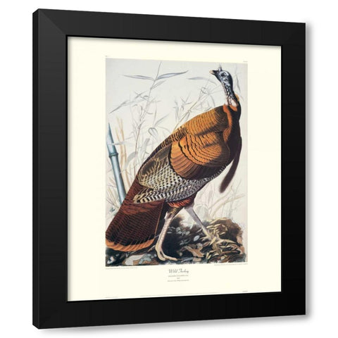 Wild Turkey (decorative border) Black Modern Wood Framed Art Print by Audubon, John James